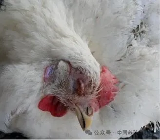 鸡传染性喉气管炎什么症状？鸡得了传染性喉气管炎怎么治？ ...