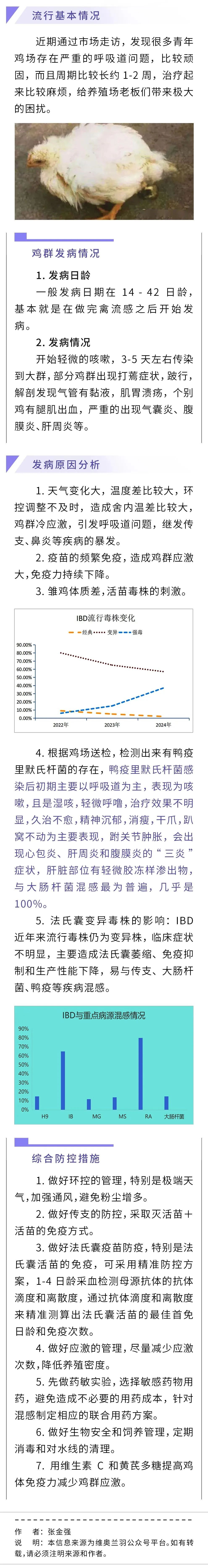 青年鸡场顽固性呼吸道问题解析