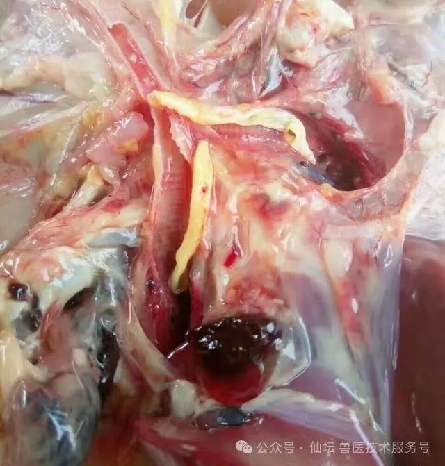 肉鸡支气管栓塞的防控措施