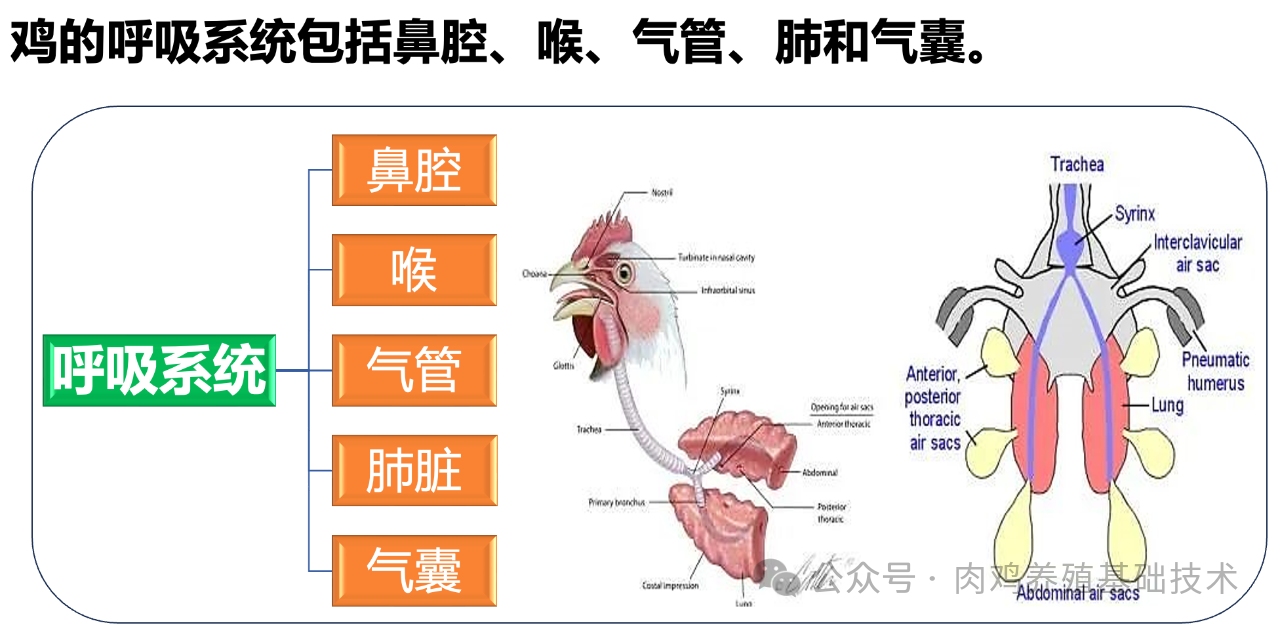 鸡的呼吸道疾病与环境因素