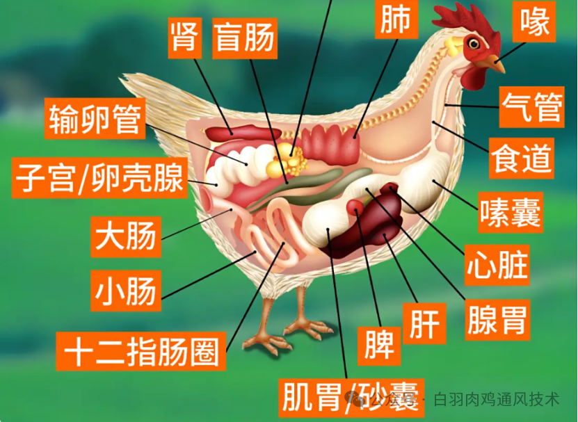 肉鸡的消化系统详解
