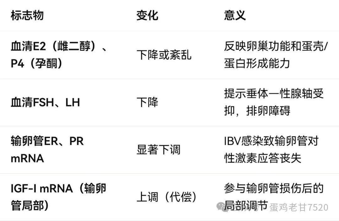 蛋鸡呼吸道问题影响生殖系统的机理及标志物