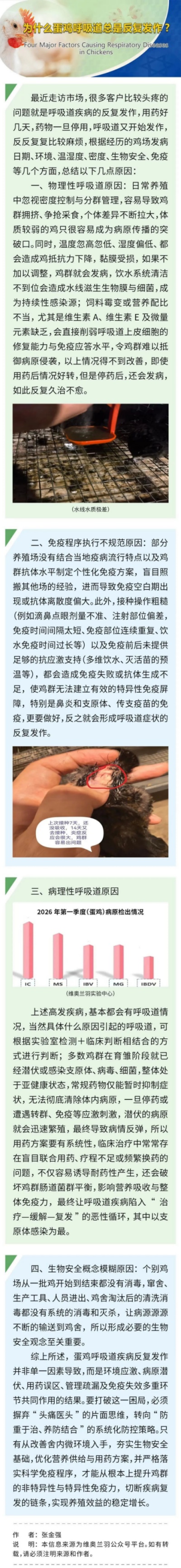 为什么蛋鸡呼吸道总是反复发作？