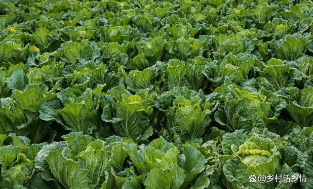 白菜和萝卜最忌什么肥料?这些肥料别乱用,用几次后悔几次 ...