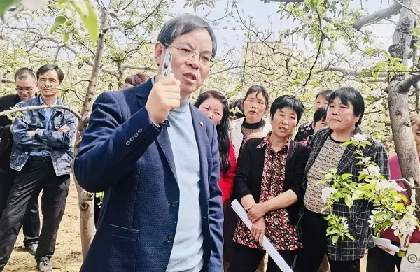 苹果遭遇冰雹袭击？做好这五项措施有助于减少损失