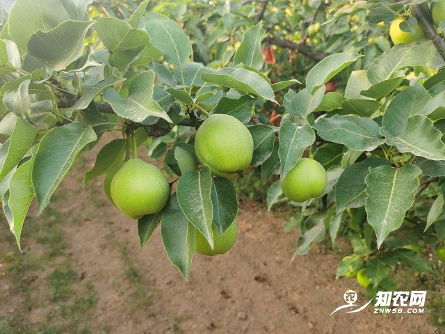 9—11月是果树施肥的“黄金时节”！