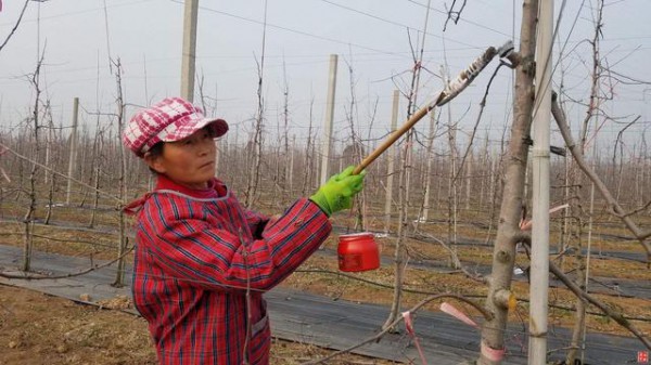倒春寒来袭 陕西紧急发布苹果花期冻害防御指南