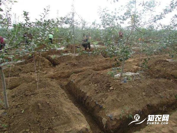 “秋施金，冬施银”，为什么说施好一次底肥顶得上10次追肥？ ...