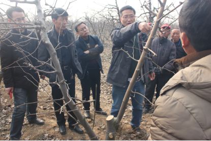 疫情防控期间，陕西梨园春季生产管理技术建议
