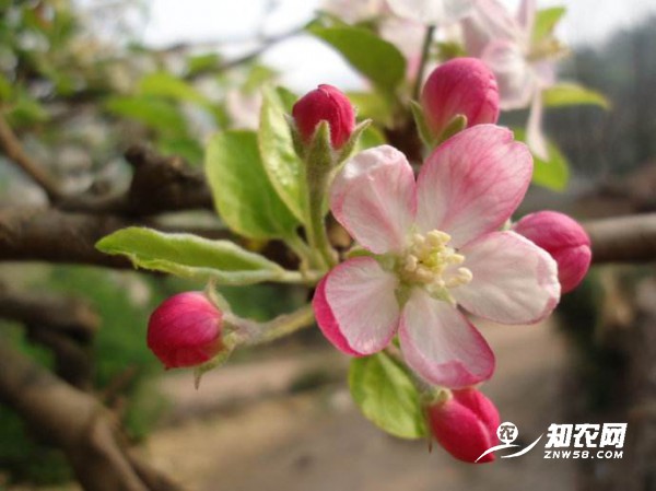 苹果疏花疏果 注意以下要点
