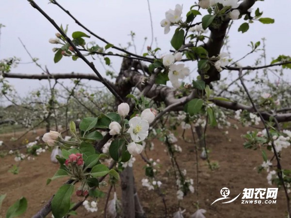 苹果4到6月份用药方案介绍！​