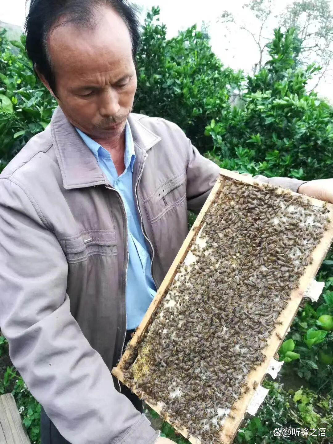 中蜂和意蜂造脾的七大区别，养蜂人必懂的筑巢差异