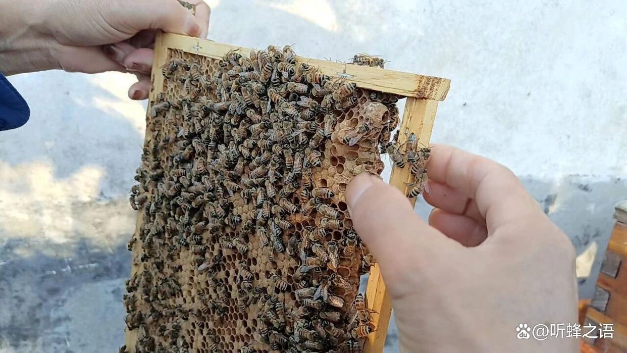 蜂王衰老拖累蜂群？五大特征帮你及时辨别换王