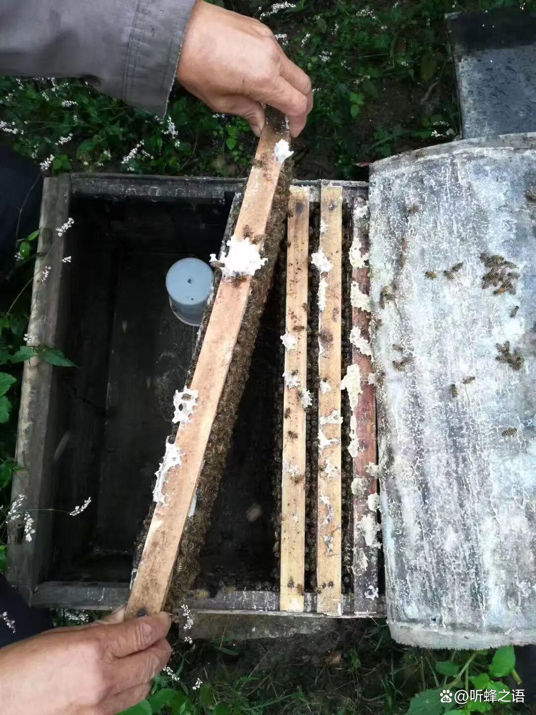 双王群多王群核心优势是什么？繁蜂快，但采蜜未必增产