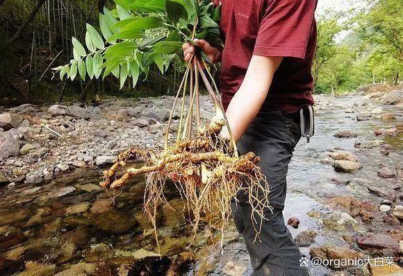 观赏、食用两用型中药材-玉竹，适合庭院、阳台、盆栽