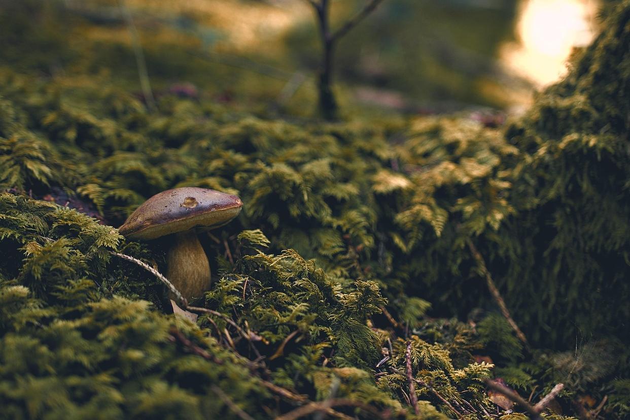 玉竹科学种植与高效管理技术详解