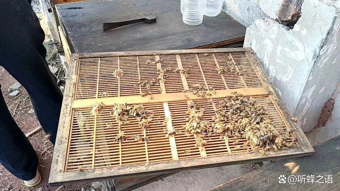储备蜂王的蜂群怎么组建？这类蜂王千万别强行留存
