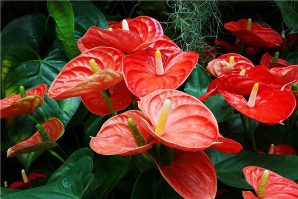 「盆栽植物种养」植物总是养不活？20种花卉种植技巧，拿去！收藏 ...