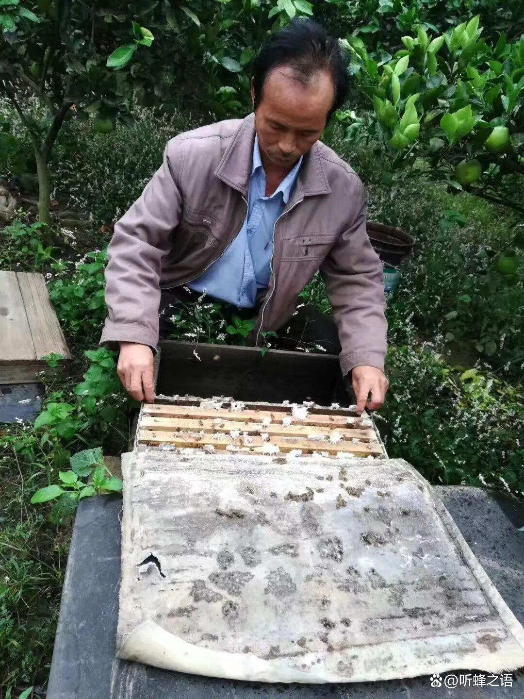 蜜蜂室内度夏，只盖覆盖覆布不装箱盖可行吗？
