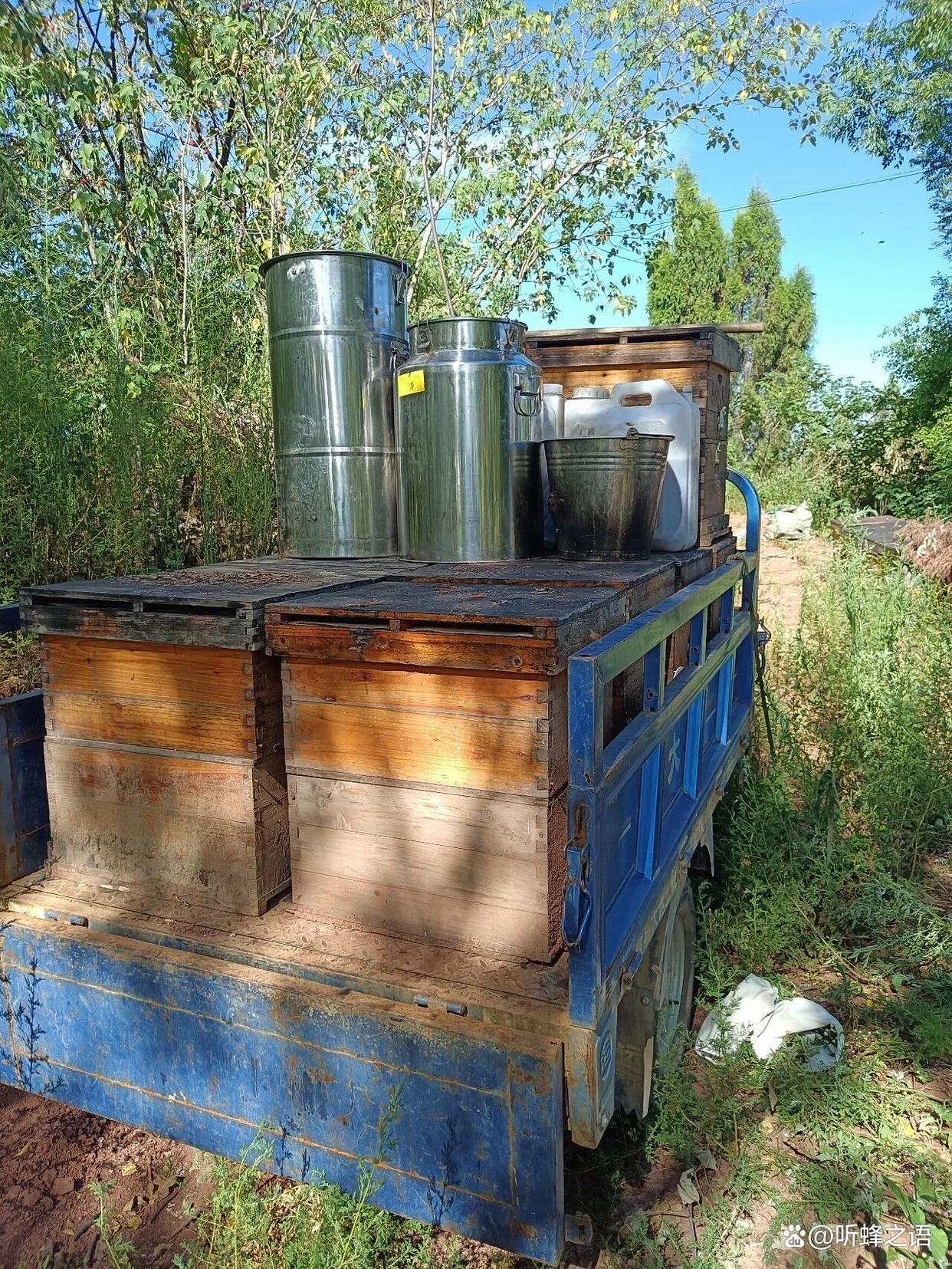 摇蜜操作两大误区，做错极易引发盗蜂，养蜂人务必重视