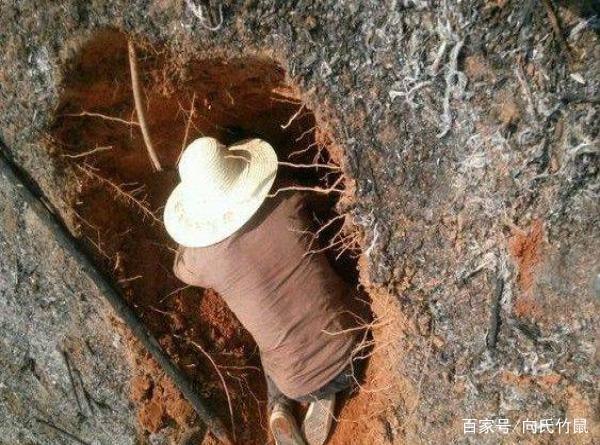 竹鼠到冬季就会出现莫名其妙死亡，冬季如何管理竹鼠提高成活 ...