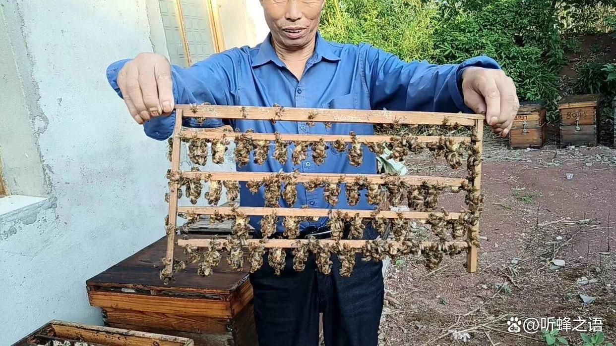 赶花期最易踩坑：盲目过度繁蜂，直接造成蜂蜜减产