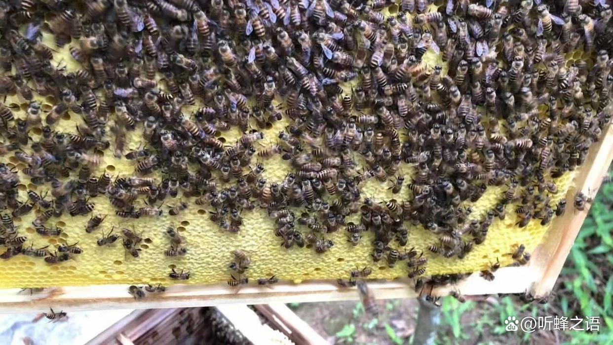 蜂群没有雄蜂可以分蜂吗？分蜂条件科学详解