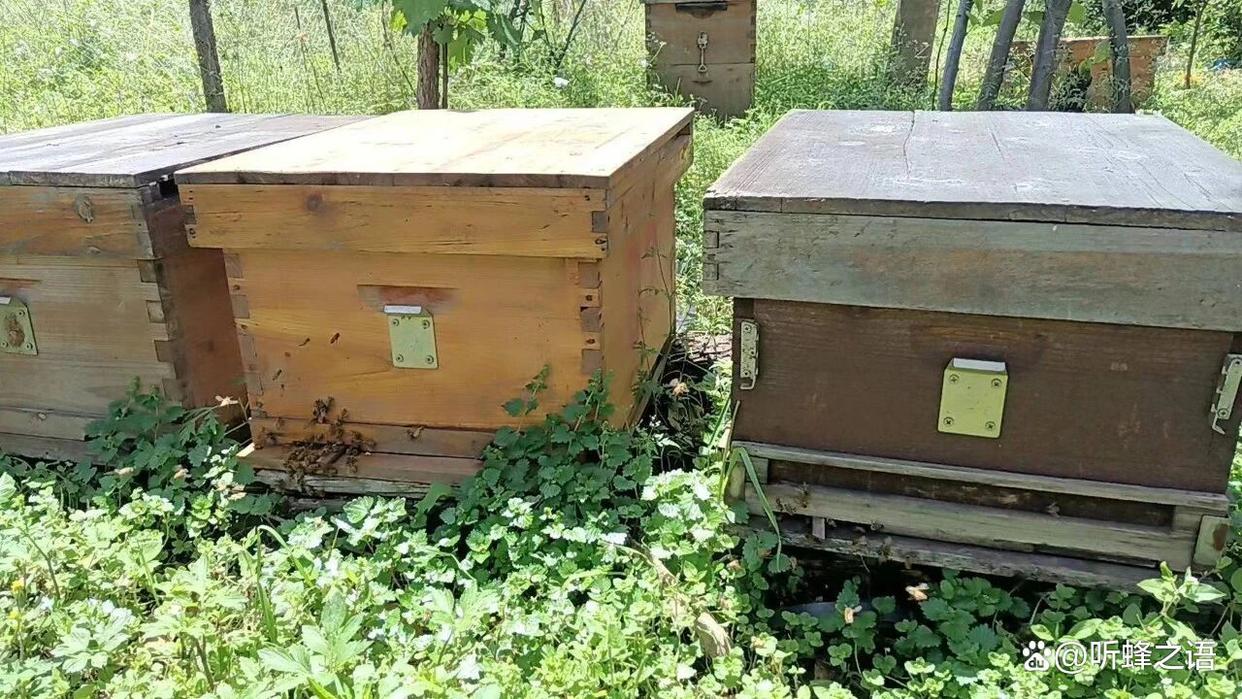 夏季高温缺粉缺蜜，蜂群科学度夏管理方法