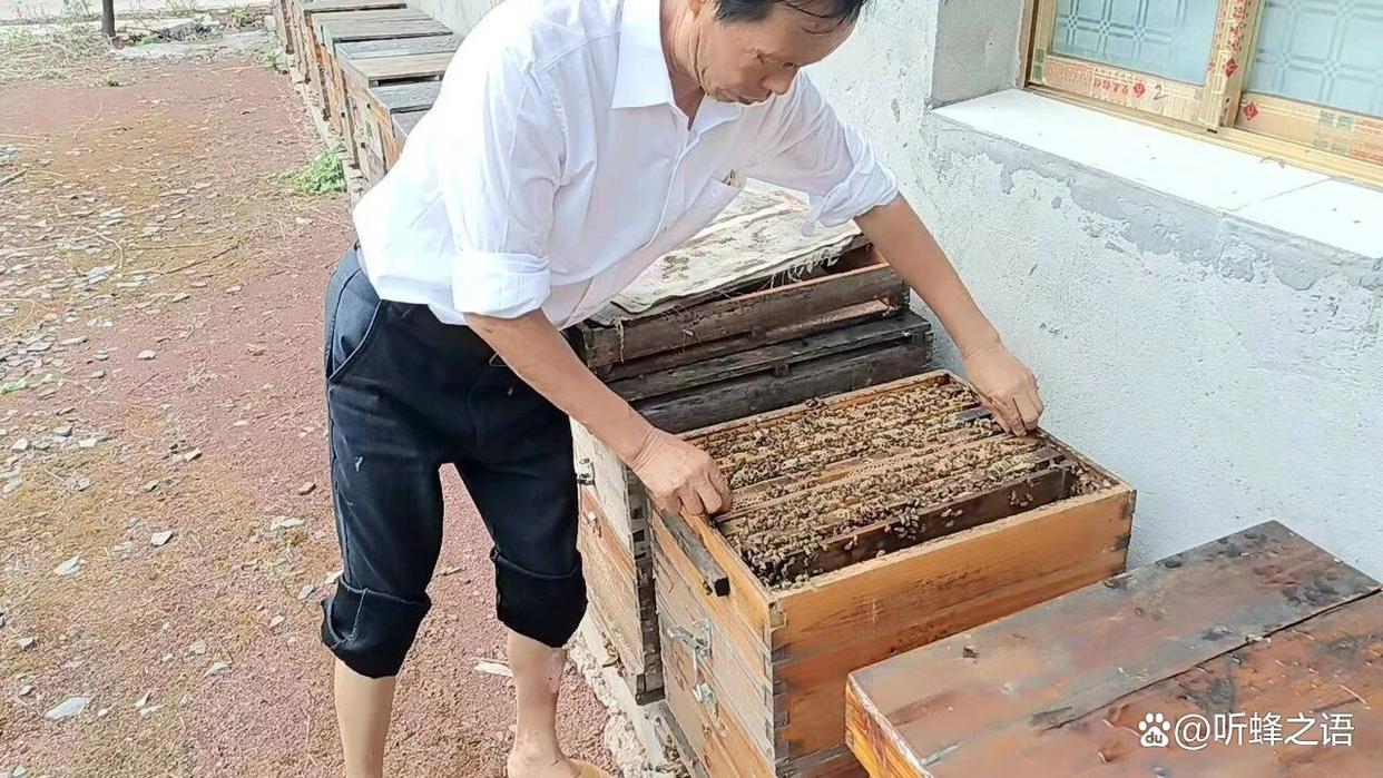 蜜蜂分蜂逃群损失大？科学防控方法，减少蜂群搬家损耗