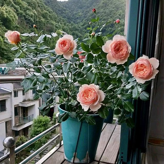 归纳了养花的10条养殖技巧，对栽培花卉有很大的帮助，在家轻松养 ...
