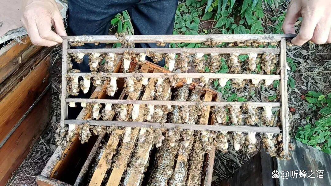 蜜蜂春繁和秋繁的核心区别，养蜂人必知的繁蜂技巧