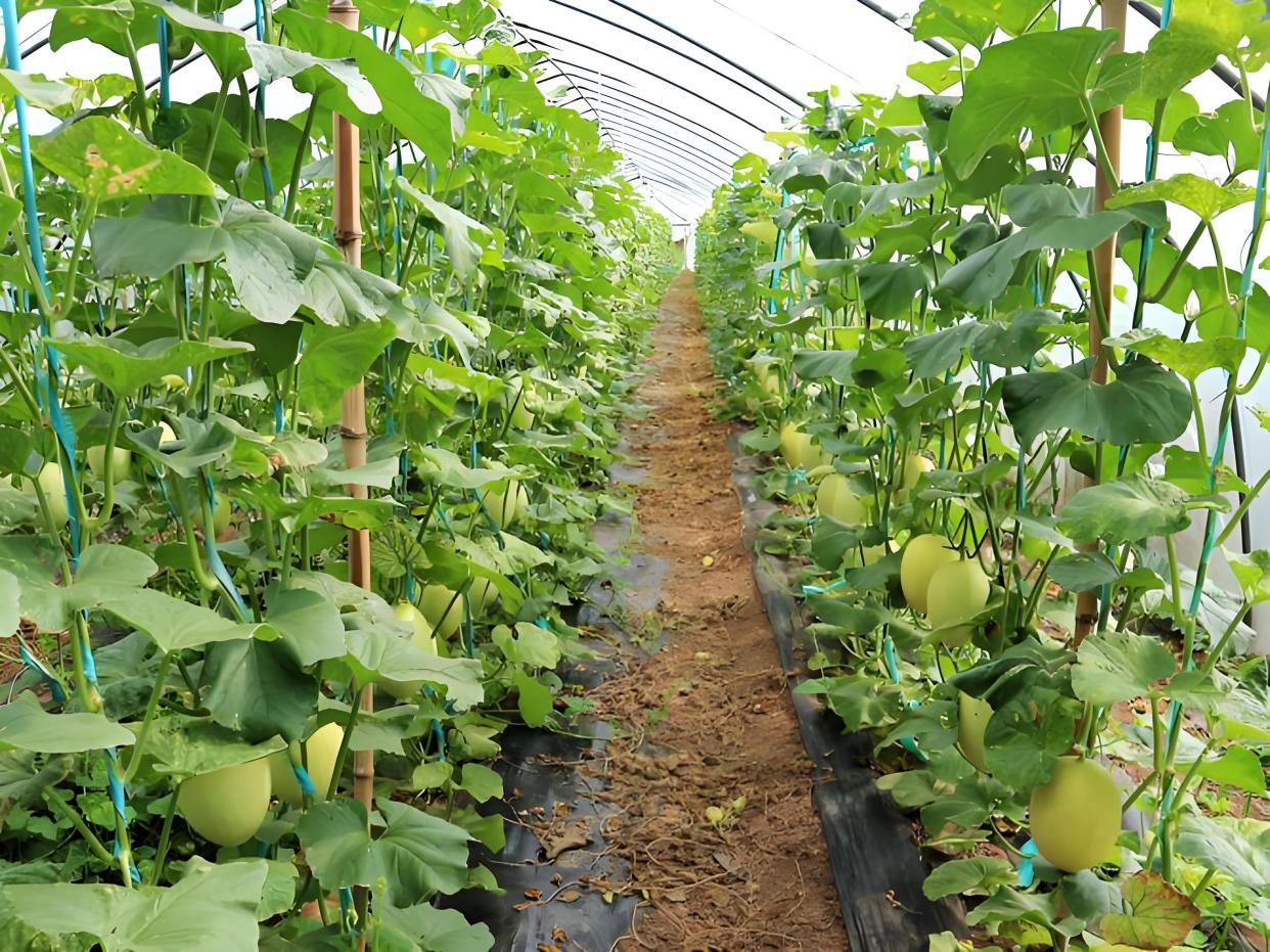 香瓜什么时候种植合适，香瓜的要如何种植，方法是怎样的？ ...