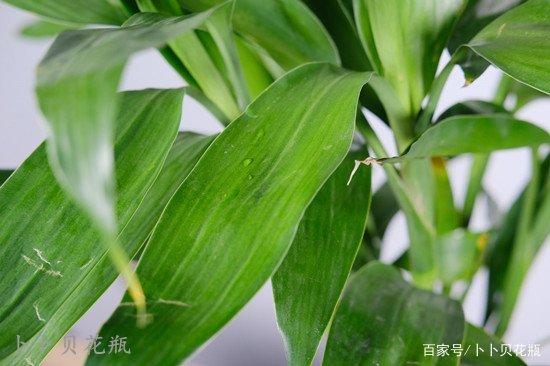富贵竹的养殖方法和注意事项，几个必备条件，叶色鲜亮根系发达 ...