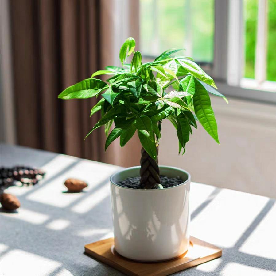 发财树怎么养？注意8点，枝繁叶茂财运旺