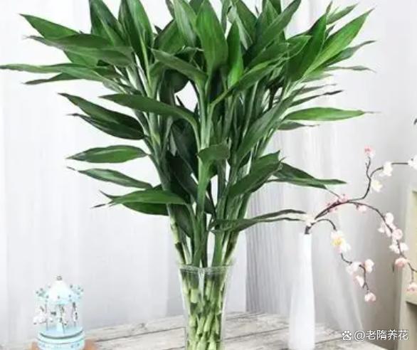 居家吉祥绿植富贵竹养护大全，教你养好不黄叶常年翠绿