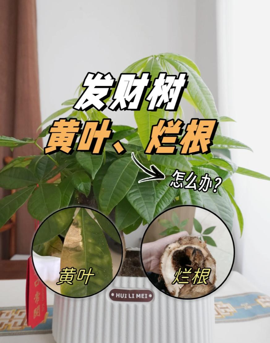 发财树养殖方法和注意事项：为什么你的总是烂根黄叶？掌握这几点，叶片油绿不掉落 ...