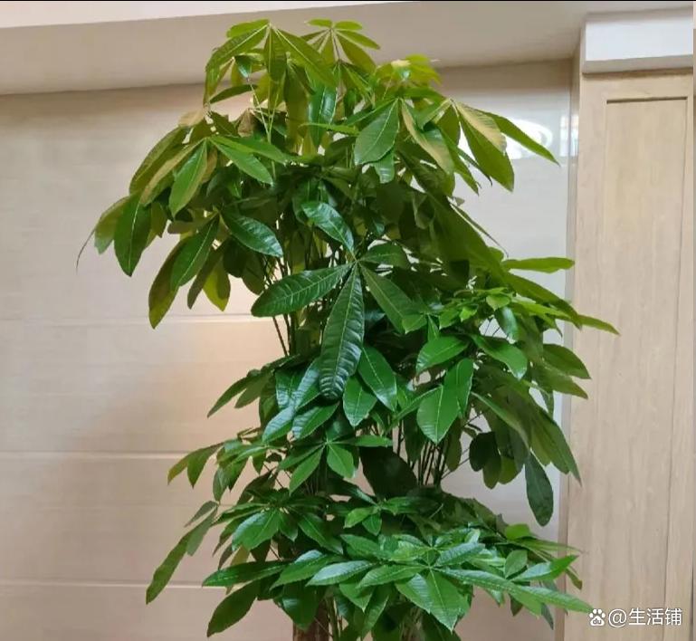发财树怎么养才能又绿又好看？5招！叶子绿油油，越养越旺盛！ ...