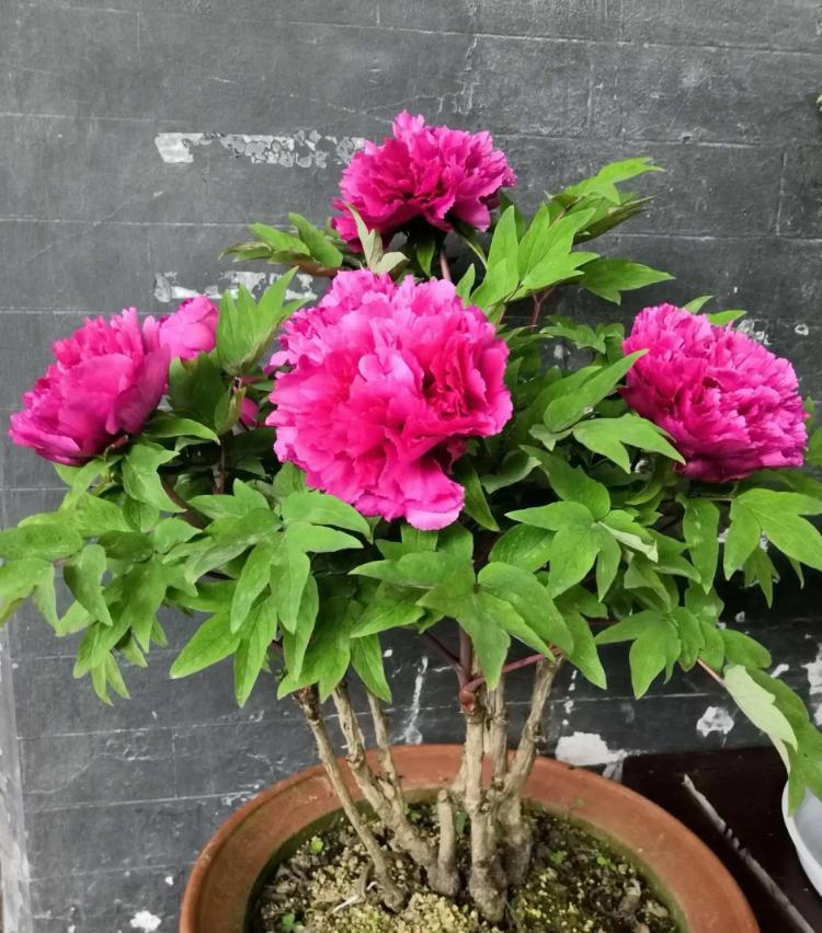 新手养牡丹花指南:从入门到爆花的家庭养护技巧