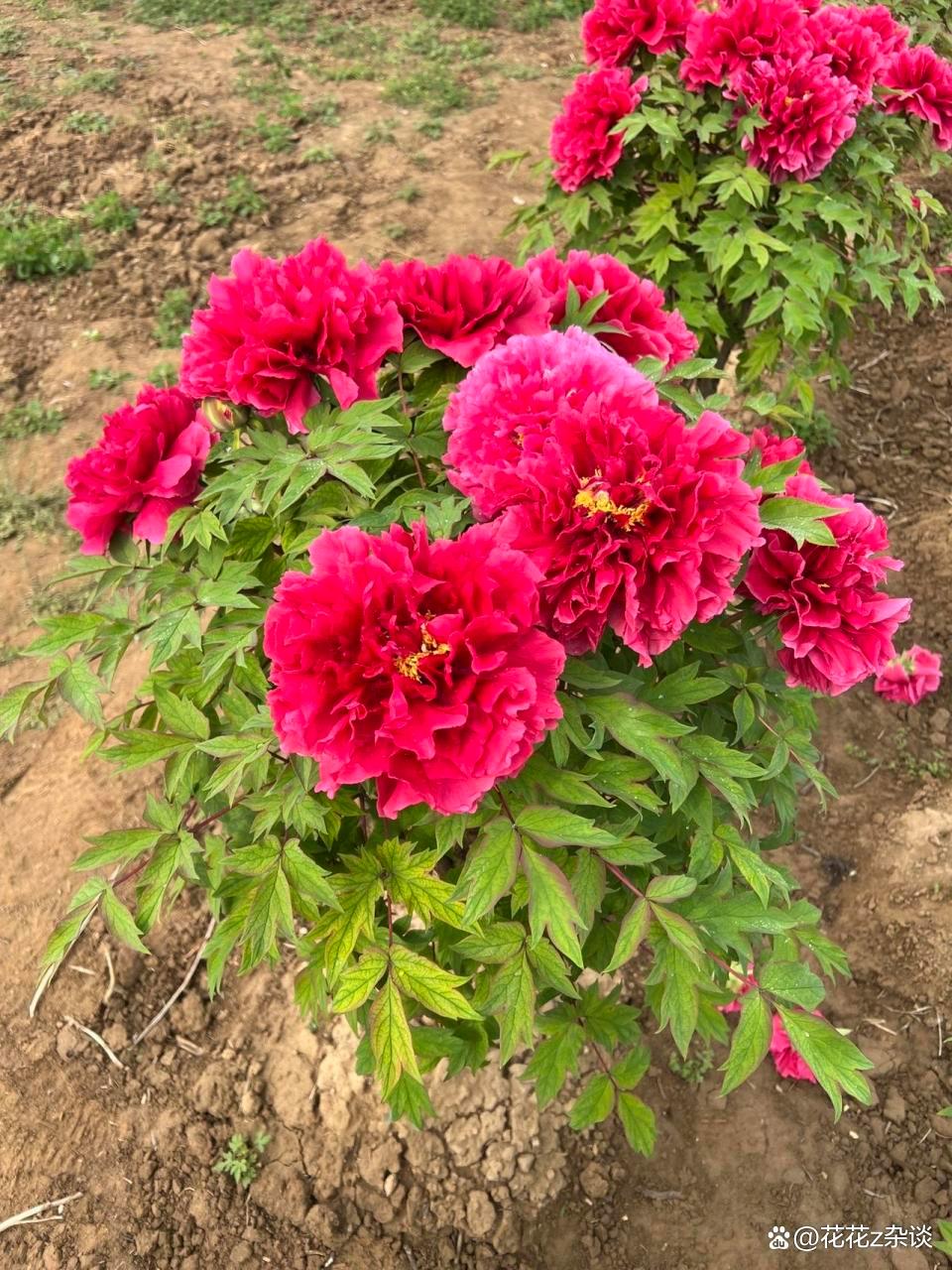 牡丹什么时间种植最好,牡丹的种植方法有哪些?