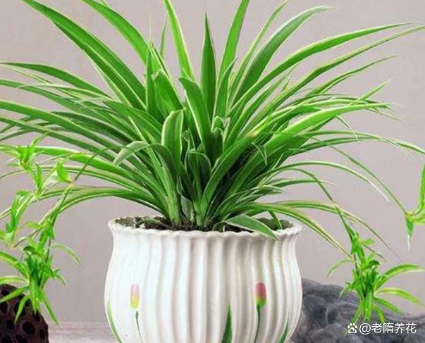 吊兰黄叶干枯别乱养，种植扦插四季养护经验全分享