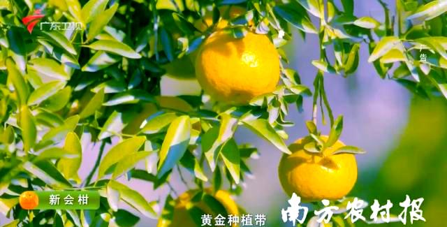 新会陈皮数字化溯源:从柑橘到珍藏的智慧延续