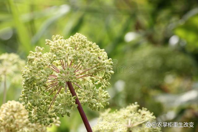 当归种植技术,掌握这些条件和方法,提高产量和品质