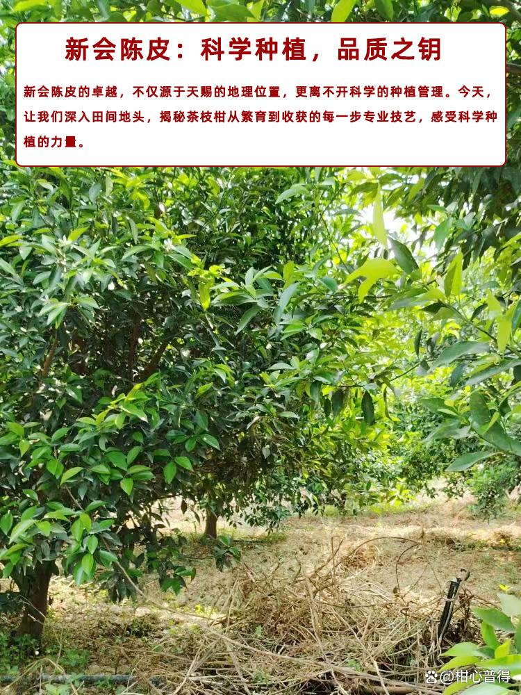 新会陈皮:科学种植,品质之钥