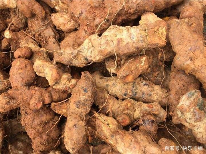 茯苓可以滋养我们的脾胃脏器，想要种植高产都需要掌握哪些技术 ...