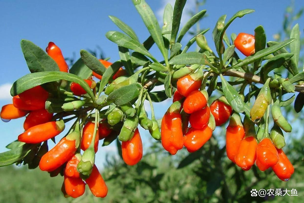 枸杞种植秘籍大公开:从新手到行家的蜕变之路!