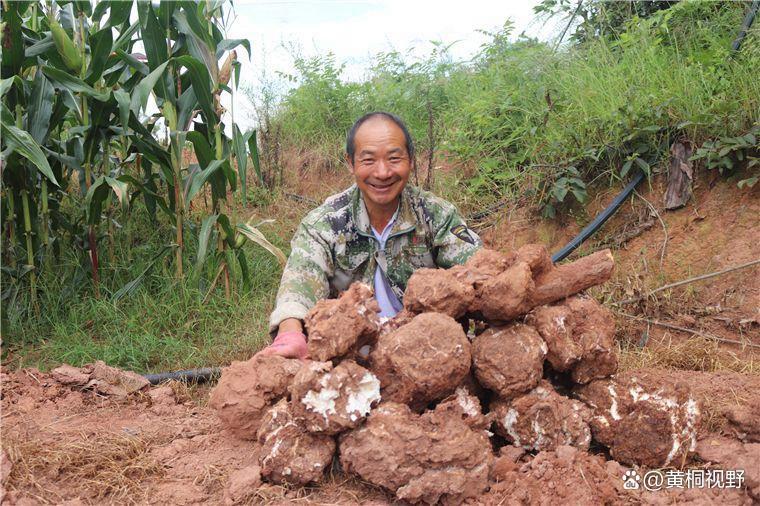 茯苓种植技术和管理,种植前景如何?