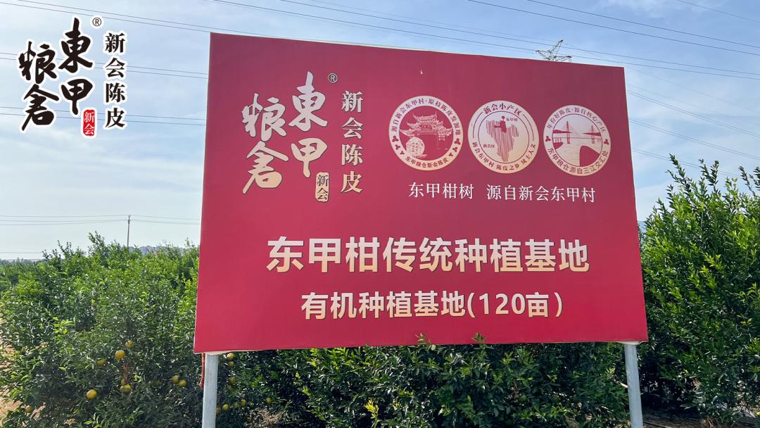 东甲柑丰收季：有机培育的柑香，搭配自然生晒的诀窍