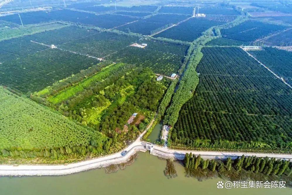 新会陈皮旱地和水田种植哪种好?有什么区别