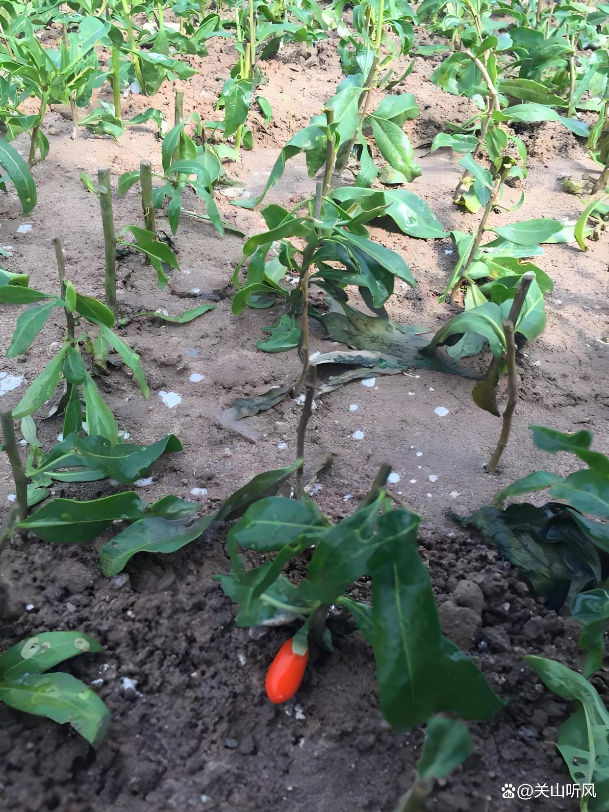 枸杞树,有哪些种植技术,以及管理方法?