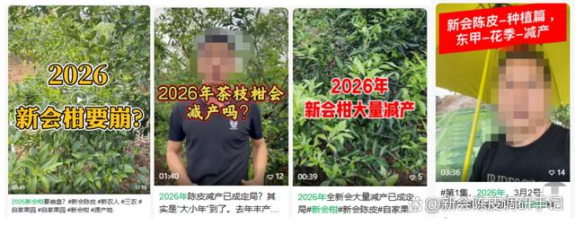 新会陈皮:大年过后是小年,2026年的新会茶枝柑产量预期如何? ...